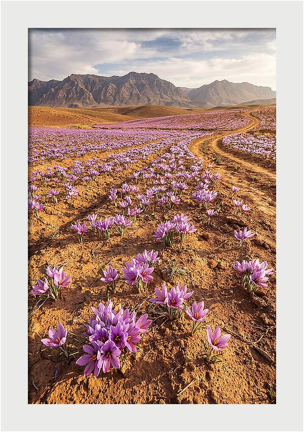 Farm Saffron Fields In Iran