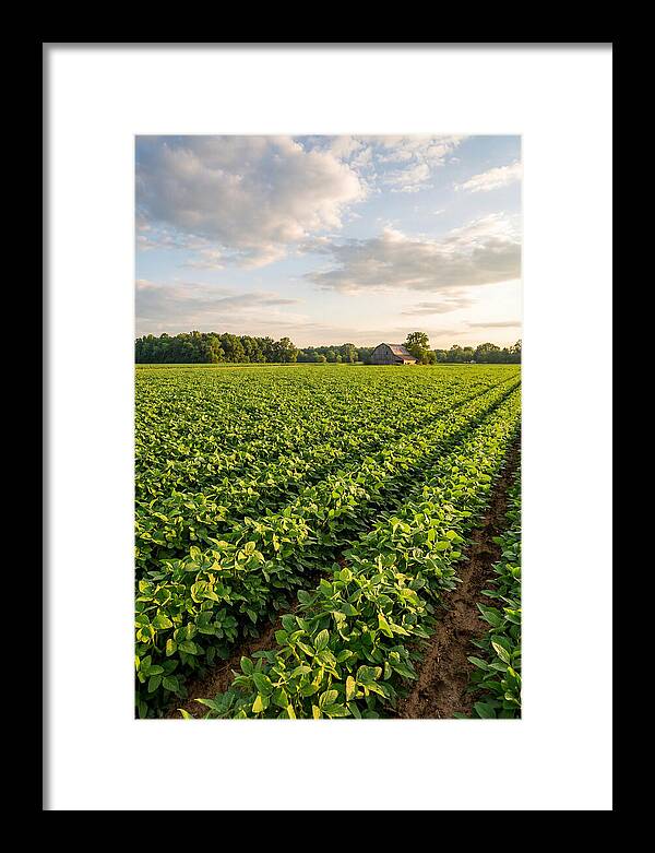 Farm Soybean Fields At Dusk
