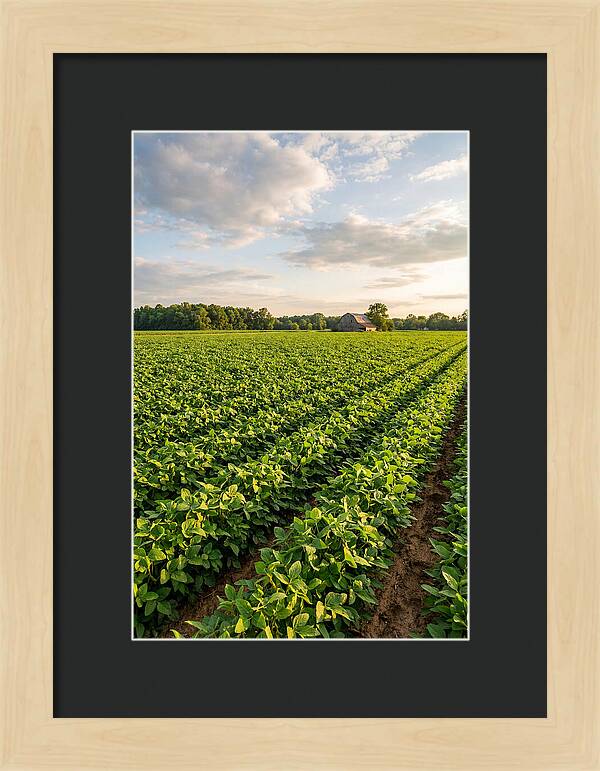 Farm Soybean Fields At Dusk