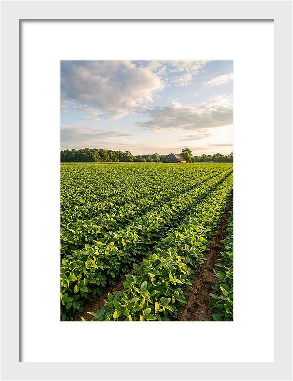 Farm Soybean Fields At Dusk