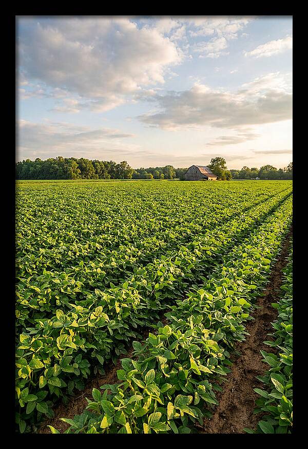 Farm Soybean Fields At Dusk