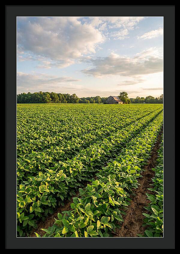 Farm Soybean Fields At Dusk