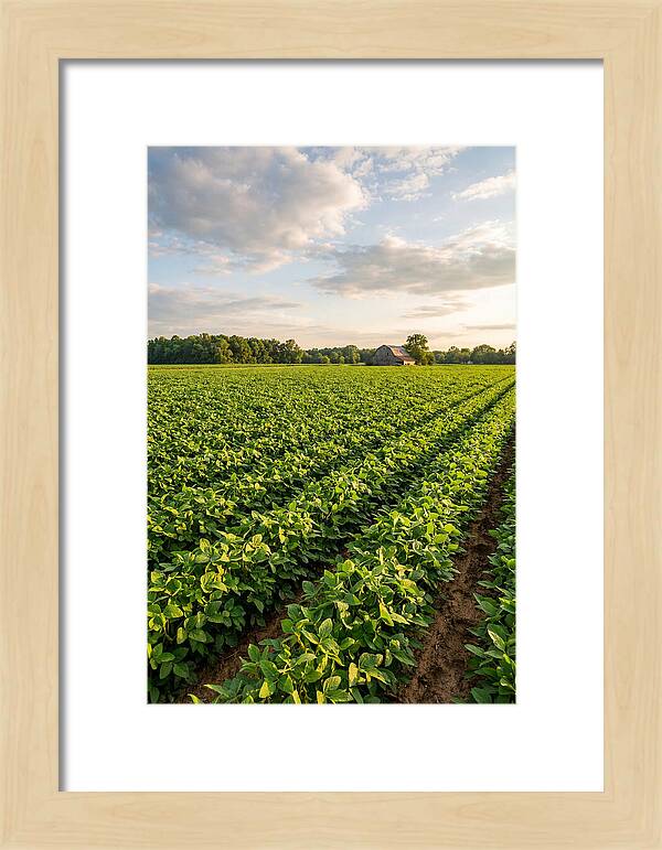 Farm Soybean Fields At Dusk