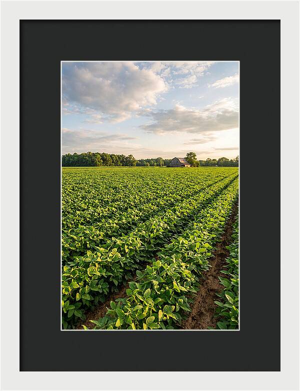 Farm Soybean Fields At Dusk