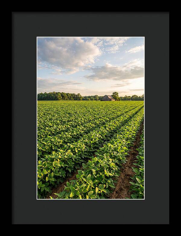 Farm Soybean Fields At Dusk