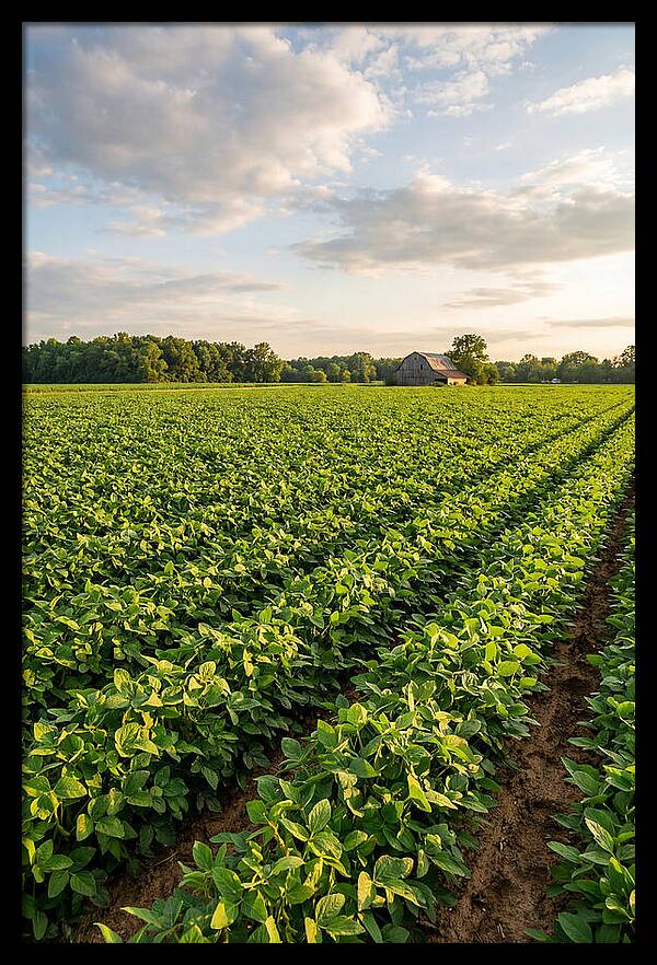 Farm Soybean Fields At Dusk