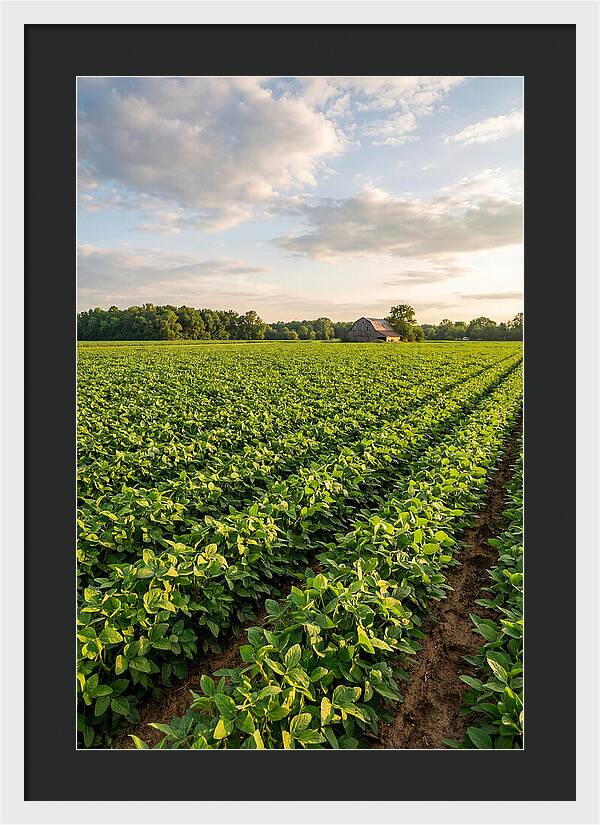 Farm Soybean Fields At Dusk