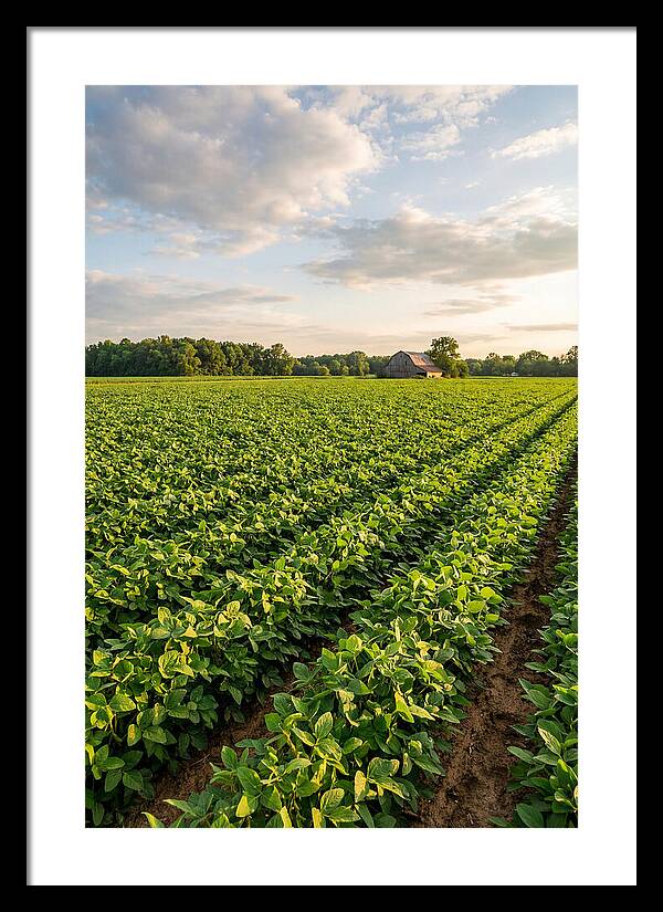 Farm Soybean Fields At Dusk