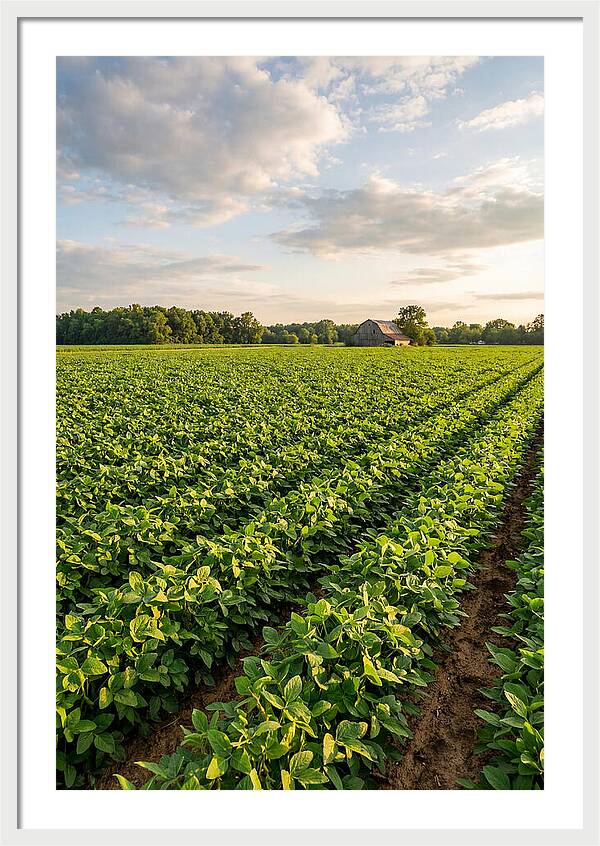 Farm Soybean Fields At Dusk
