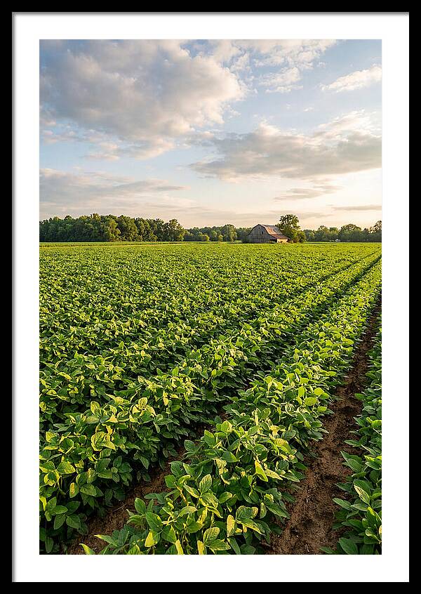 Farm Soybean Fields At Dusk