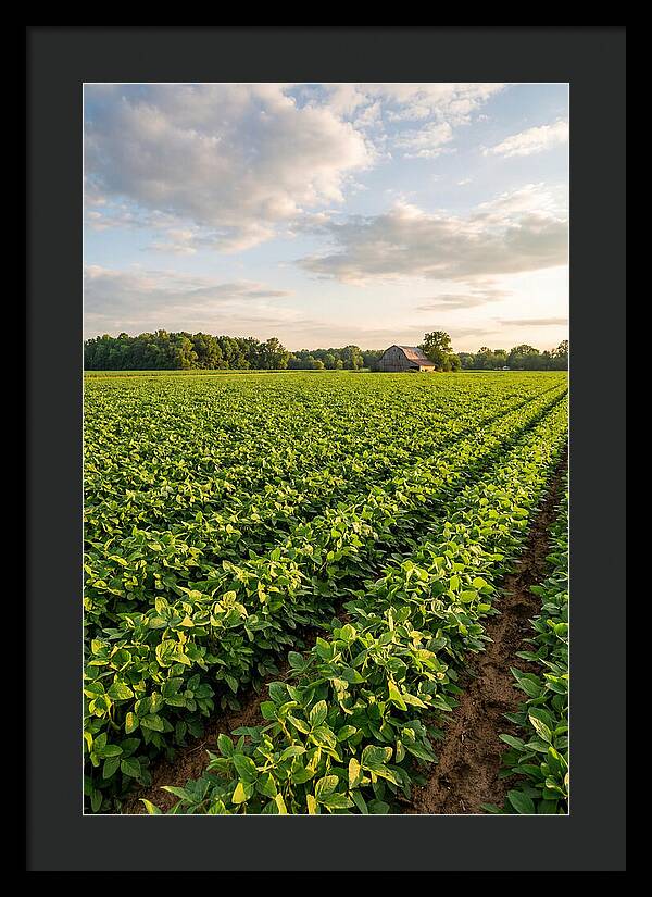 Farm Soybean Fields At Dusk