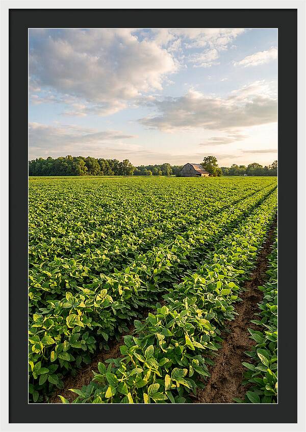 Farm Soybean Fields At Dusk