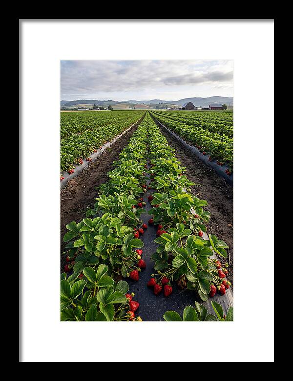 Farm Strawberry Fields