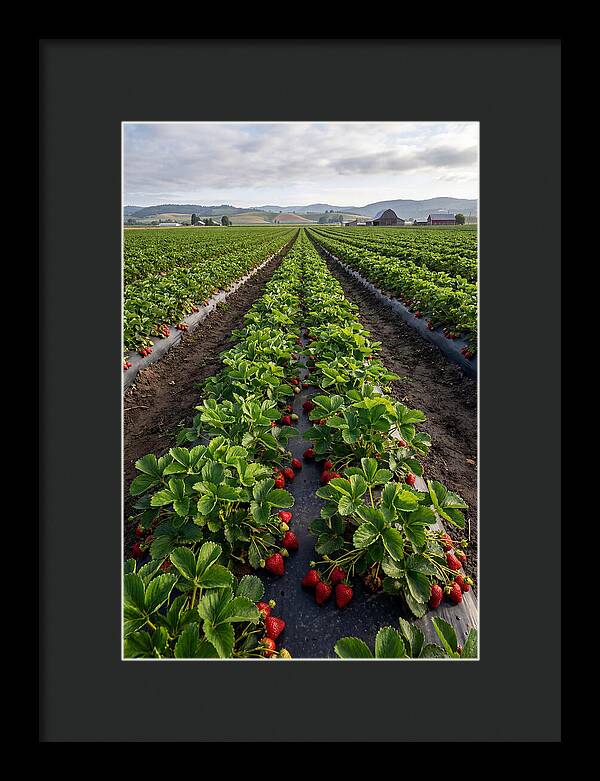 Farm Strawberry Fields
