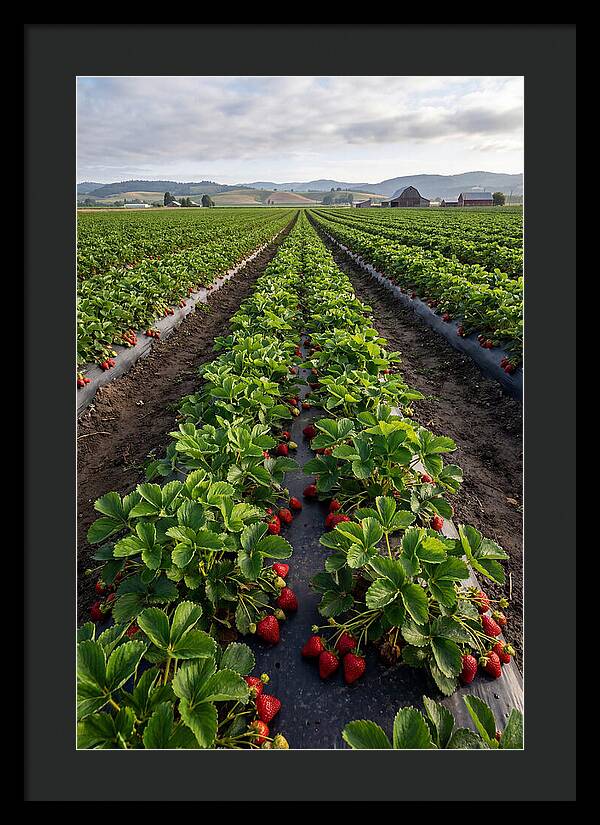 Farm Strawberry Fields