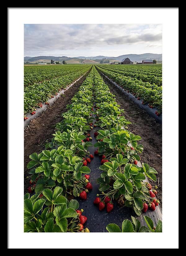 Farm Strawberry Fields