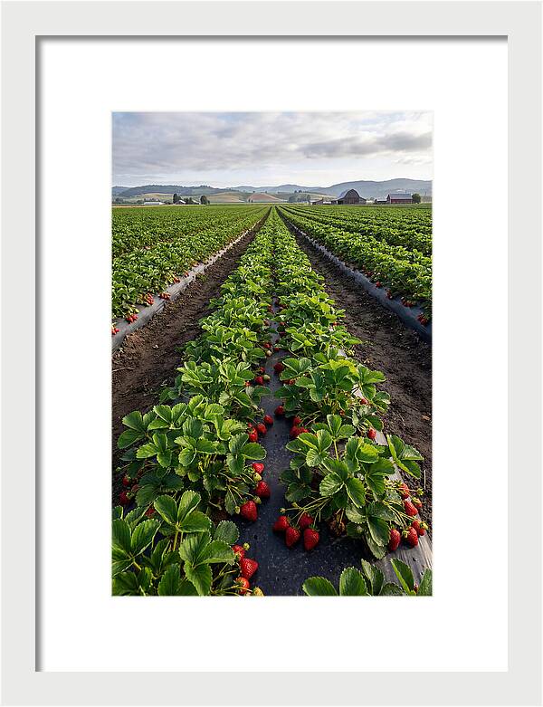 Farm Strawberry Fields