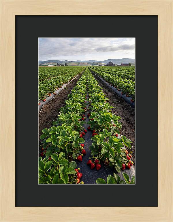 Farm Strawberry Fields