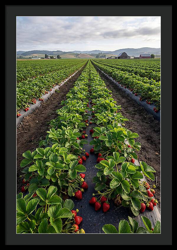 Farm Strawberry Fields
