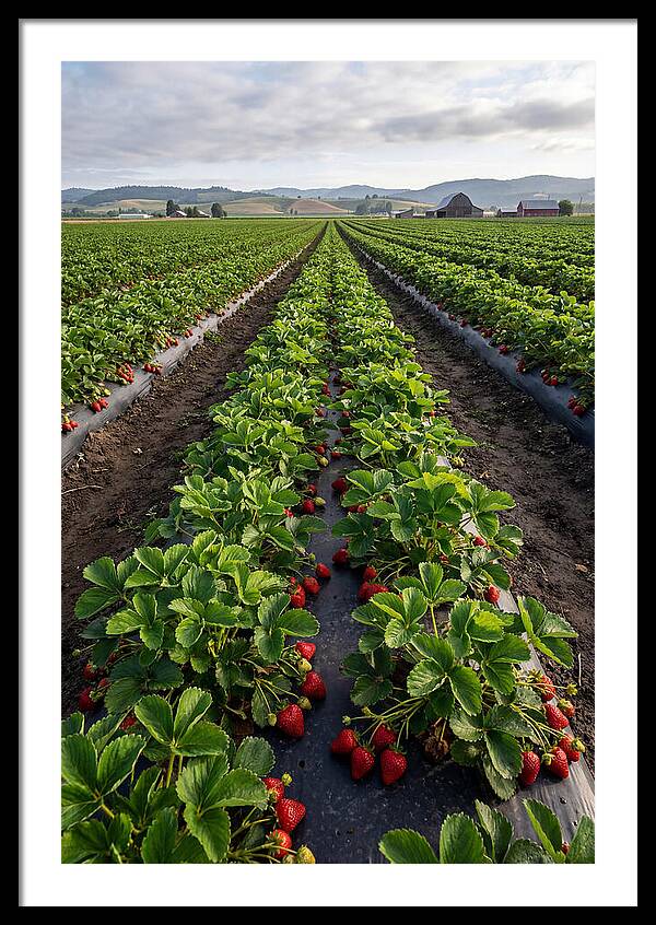 Farm Strawberry Fields