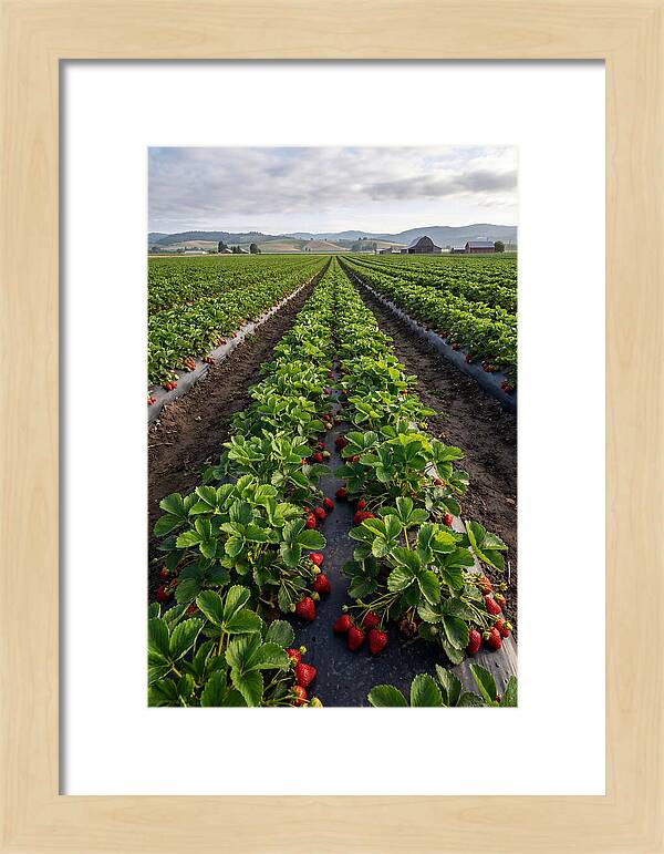 Farm Strawberry Fields