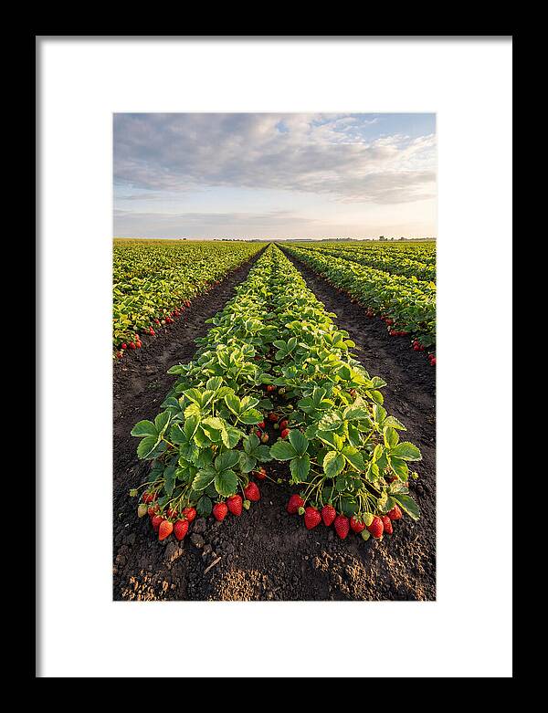 Farm Strawberry Rows