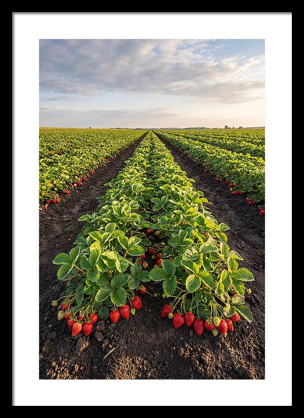 Farm Strawberry Rows