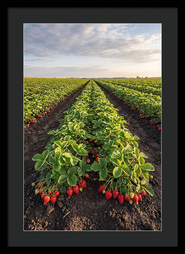 Farm Strawberry Rows