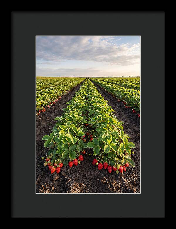 Farm Strawberry Rows