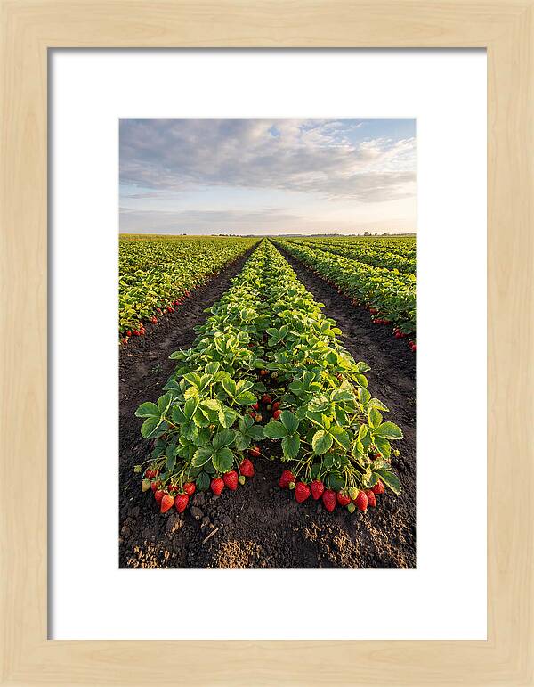 Farm Strawberry Rows
