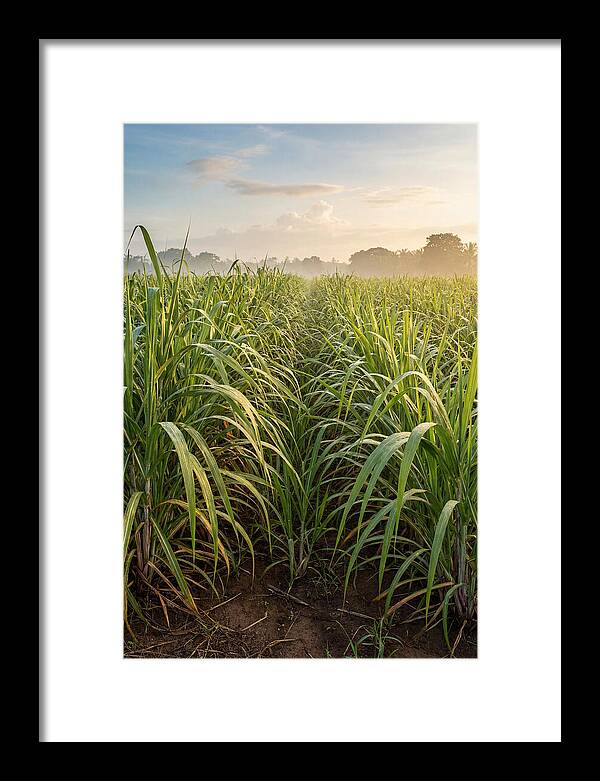 Farm Sugarcane Under Morning Light