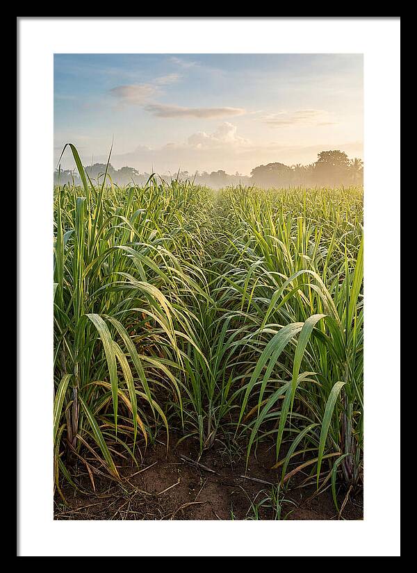 Farm Sugarcane Under Morning Light