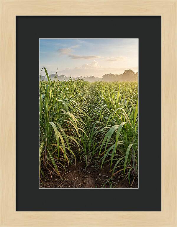 Farm Sugarcane Under Morning Light