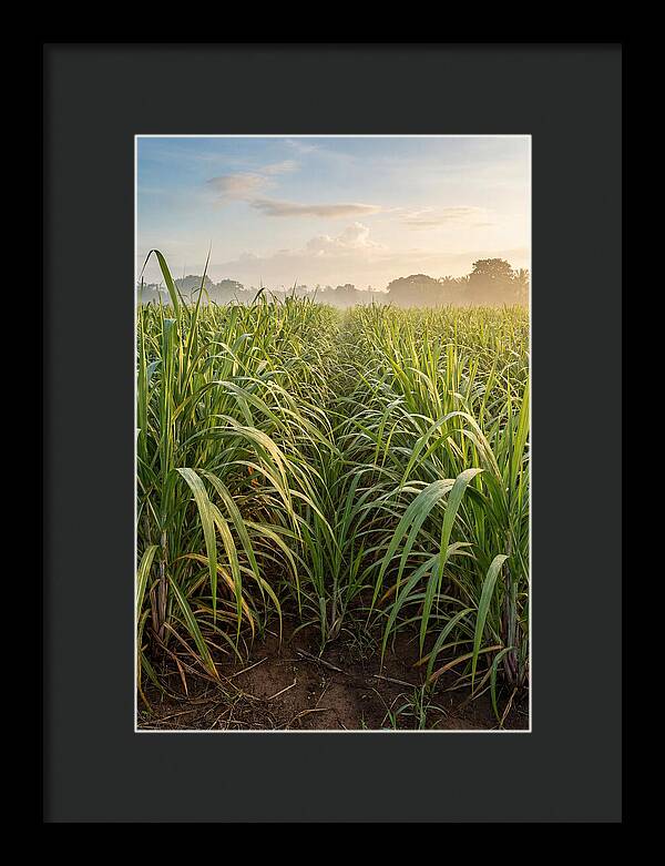 Farm Sugarcane Under Morning Light