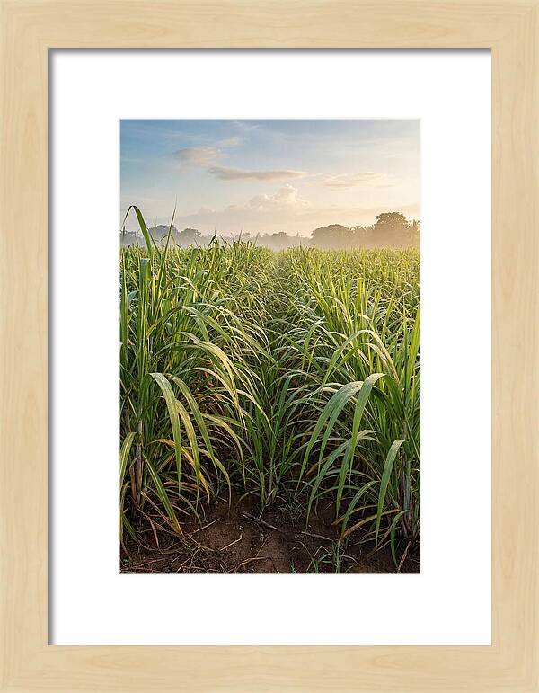 Farm Sugarcane Under Morning Light