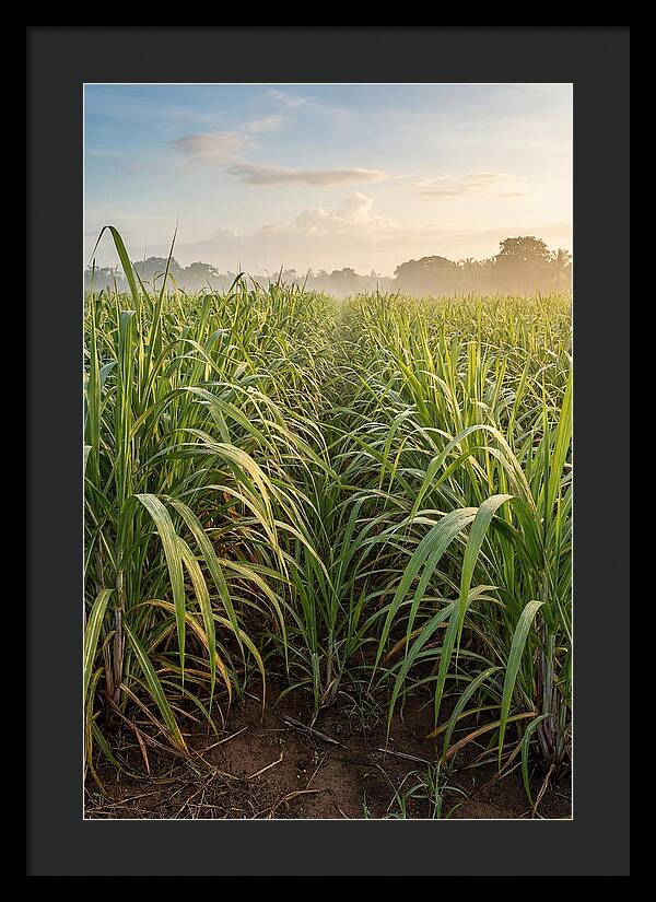 Farm Sugarcane Under Morning Light