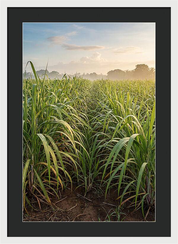 Farm Sugarcane Under Morning Light