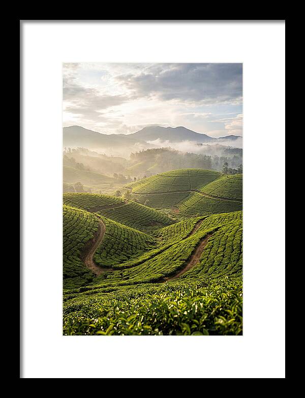 Farm Tea Fields In Sri Lanka