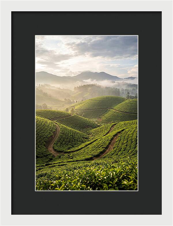 Farm Tea Fields In Sri Lanka
