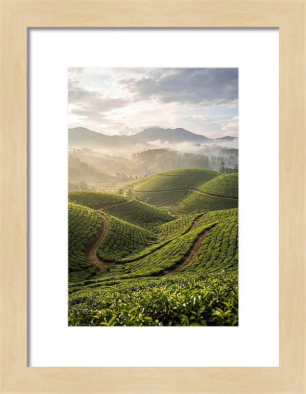 Farm Tea Fields In Sri Lanka