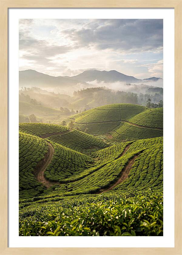 Farm Tea Fields In Sri Lanka