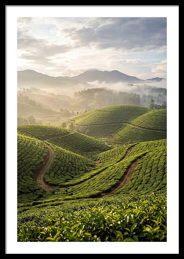 Farm Tea Fields In Sri Lanka