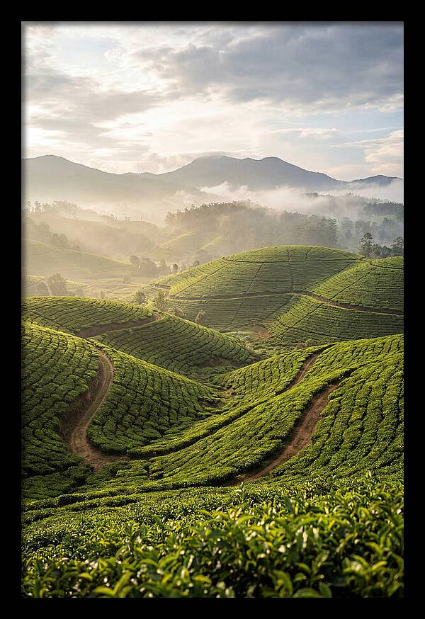 Farm Tea Fields In Sri Lanka