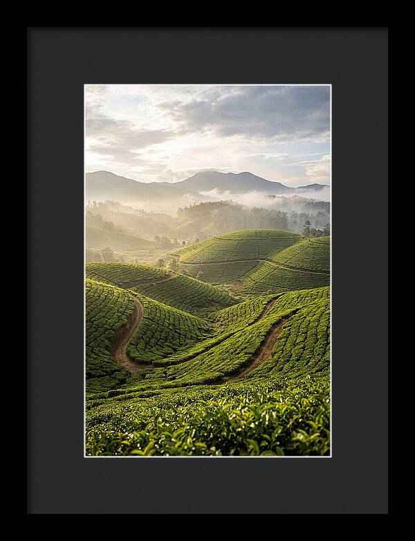 Farm Tea Fields In Sri Lanka