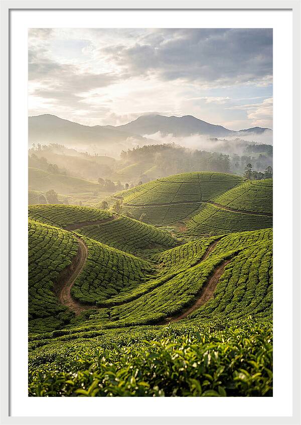 Farm Tea Fields In Sri Lanka