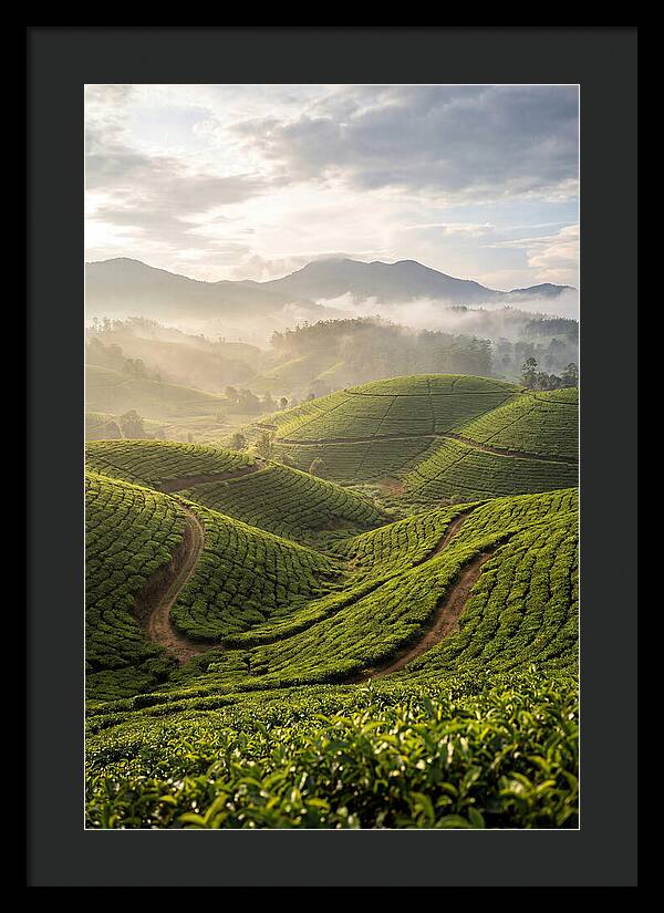 Farm Tea Fields In Sri Lanka