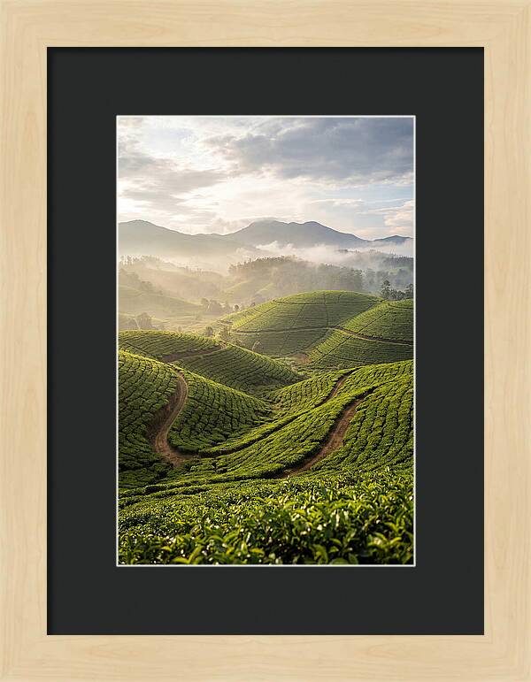 Farm Tea Fields In Sri Lanka