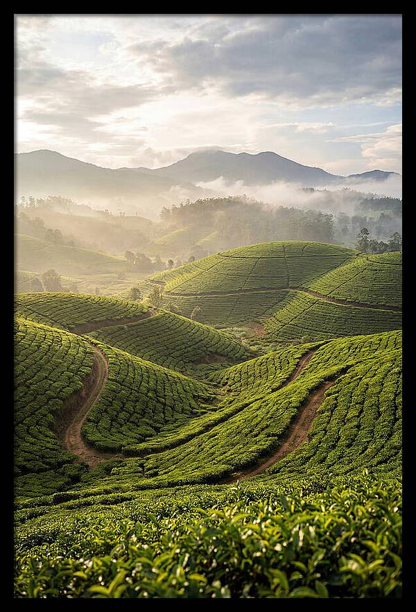 Farm Tea Fields In Sri Lanka