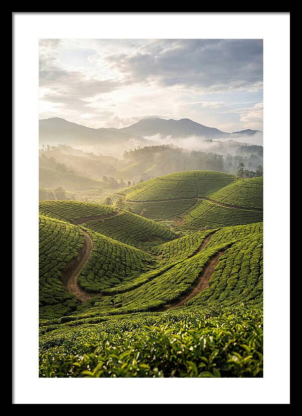 Farm Tea Fields In Sri Lanka