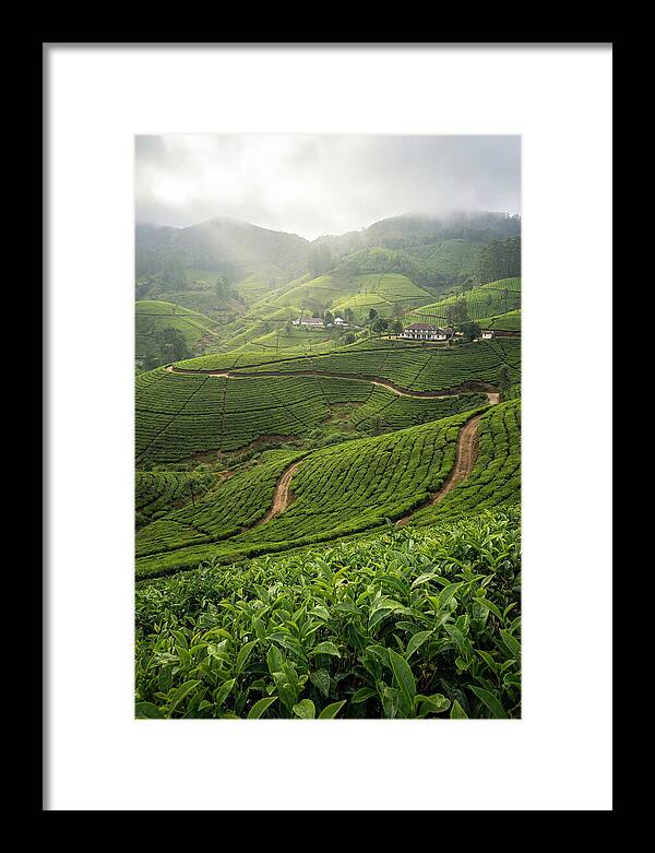 Farm Tea Serenity In Sri Lanka